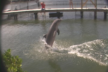Dolphin Research Center, Marathon, FL