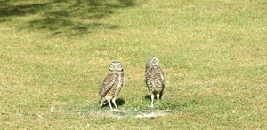Sombrero Ground Owls